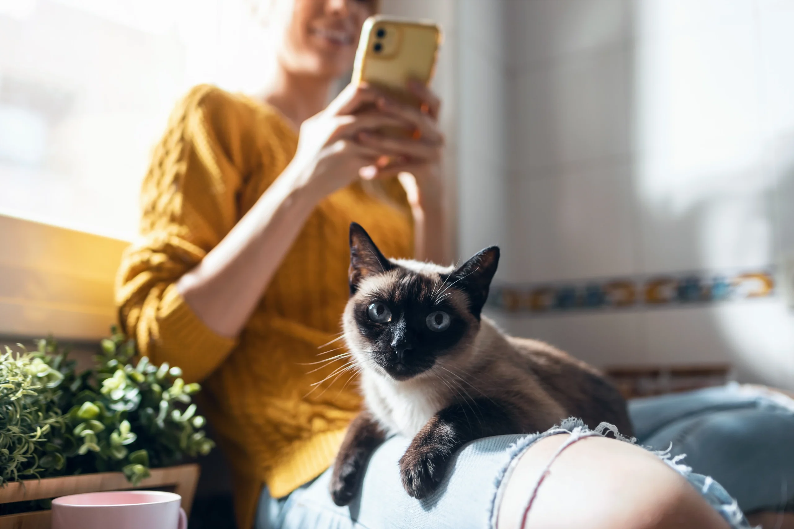 猫と少女