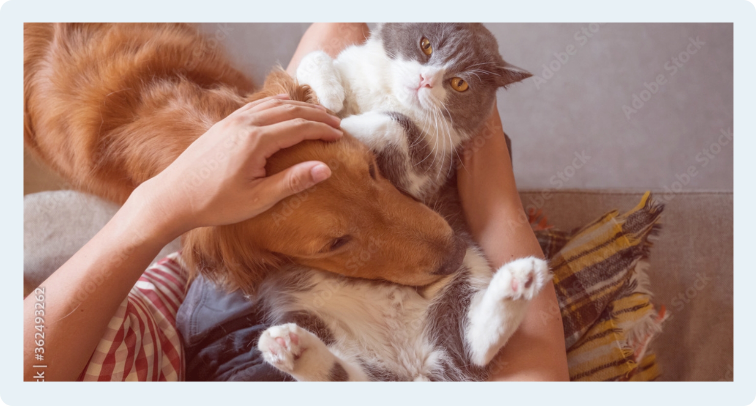 じゃれ合う犬と猫